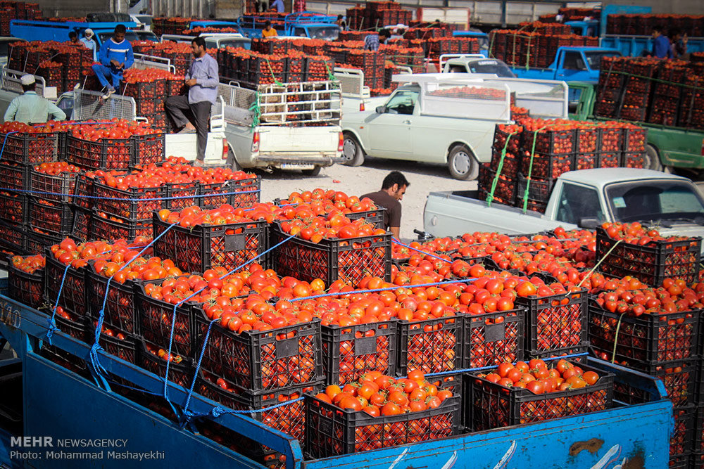 خرید گوجه‌فرنگی به قیمت ۳۰۰ تومان از کشاورزان