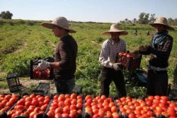 خريد محصول گوجه‌کاران بوشهری با دستور وزير جهاد کشاورزی