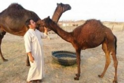 اعتقاد دامداران سعودی به تولید بهترین شتر