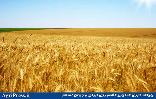خرید گندم از کشاورز، زیر قیمت مصوب