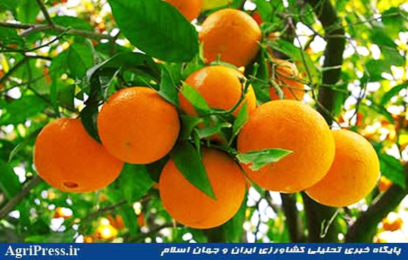 سردی پرتقال های وارداتی بر دل باغداران ایرانی