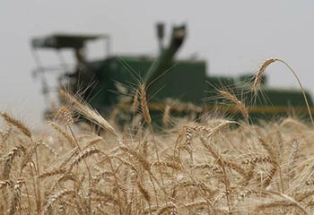 صرفه‌جویی ۱.۵ میلیارد دلار در واردات گندم سال ۹۴/ واردات برنج کاهش یافت