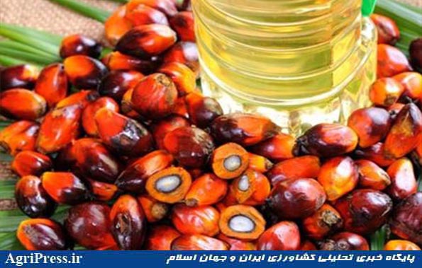 بیشتر روغن مصرفی کشور پالم است/ ۵ مشوق وزارت جهاد برای تولید دانه‌های روغنی