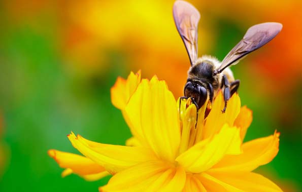افت جمعیت زنبورها و شهد گلها بر اثر پدیده ریزگردها