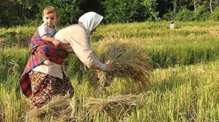 “افزایش تولید برنج” با کاهش فاصله میان تولید و نیاز جامعه / پیش بینی تولید کافی برنج در سال جاری