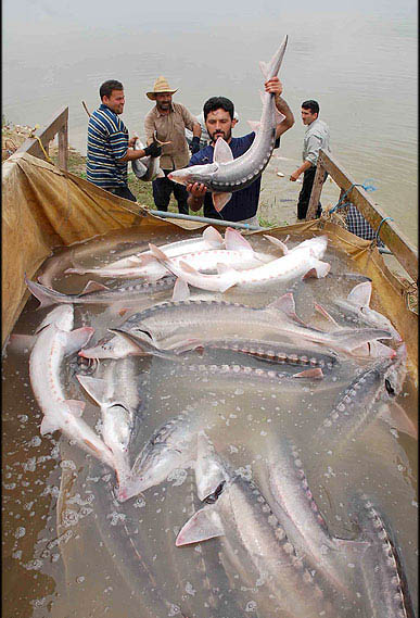افزایش قیمت ۵ نوع ماهی در بازار/ قزل‌آلا ارزان شد