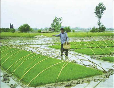 سهم کشاورزی از تسهیلات افزایش یافت