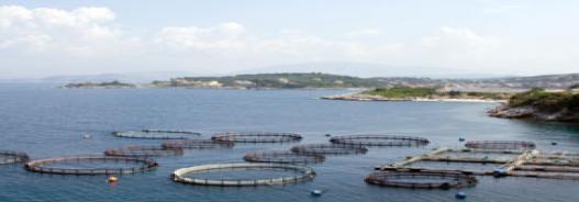 امسال ۲۰ هزار تن ماهی به روش پرورش در قفس تولید می‌شود