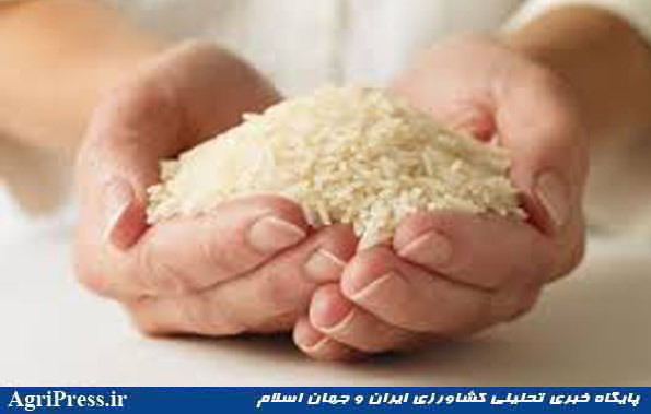 اعزام ناظران فنی ایران به مزارع برنج هند