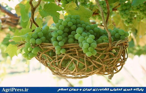 ایران با جایگاه هفتم تولید جهان از شیلی انگور وارد می‌کند