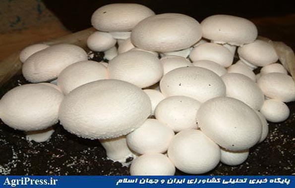 پرورش قارچ در انباری خانه پدری/ شروع کسب و کار با ۲۲ میلیون تومان/ سرانه تولید قارچ در ایران ۱.۲ کیلوگرم؛ دنیا ۱.۱ کیلوگرم