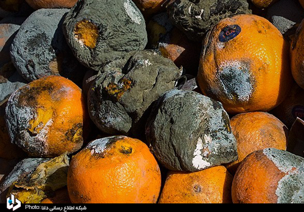فاسد شدن پرتقال شب عید در انبارها