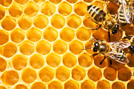 زنبورهای عسل گرفتار ریزگردها/احتمال کاهش تولید عسل در سال جاری