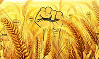 ایران امسال برای دومین بار در تولید گندم خودکفا می شود
