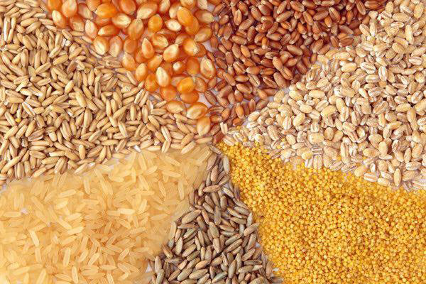 علل افزایش نرخ خوراک دام/ وزارت‌جهاد پاسخگوی گرانی ذرت باشد