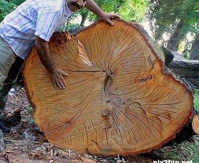 اجرای ناقص طرح بهره‌برداری از جنگل‌ها/درختان ۳۰۰ ساله را هم قطع می‌کنند
