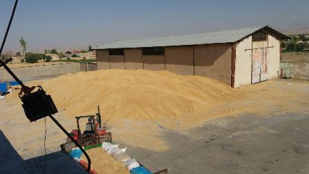 مسئولین هرچه سریعتر به داد گندمکاران “خمین” ی برسند/ظرفیت پایین انبارهای گندم باعث توقف خرید تضمینی شد