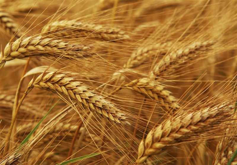 پیش‌بینی کاهش تولید گندم ایران به ۱۵ میلیون تن در سال جاری