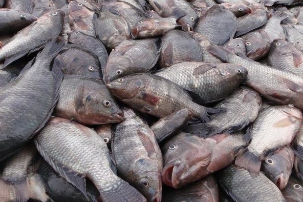 هشدار فائو درباره شیوع ویروس مرگبار تهدیدکننده ماهی تیلاپیا