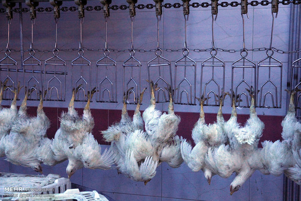 عرضه ۲۰ هزار تن گوشت مرغ برای تنظیم بازار ماه رمضان