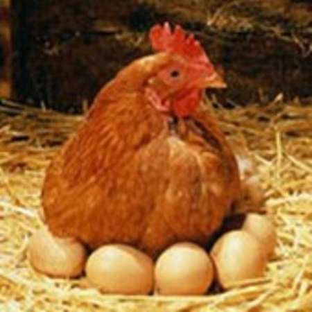 مرغ و تخم مرغ ایرانی بدون مشتری/خبری از مشوق صادراتی نیست