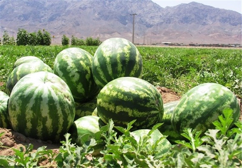 وزارت جهاد کشاورزی:علت برگشت خوردن هندوانه صادراتی ایران به عمان هنوز مشخص نیست