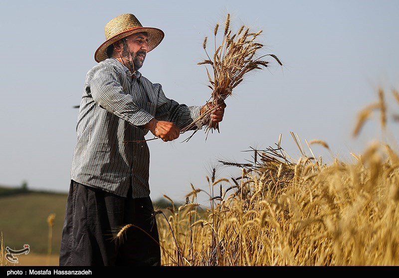 فائو: افزایش تولید گندم ایران متوقف شد