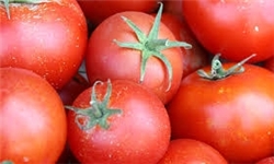 علت برگشت خوردن هندوانه و گوجه فرنگی ایرانی از عمان/ وزارت جهاد کشاورزی به موقع اطلاع‌رسانی نمی‌کند