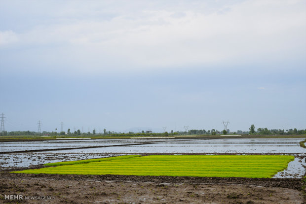 تقاضای روبه رشد برنج در منطقه/لزوم افزایش تولید برای امنیت غذایی