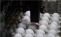 عرضه مستقیم تخم‌مرغ در ۵ شعبه سازمان میادین/ تخم‌‌مرغ شانه‌ای ۱۰۷۰۰ تومان