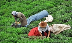 ارزش تولید چای ایرانی به ۱۳۲ میلیارد تومان رسید/ ۵ کارخانه جدید چای وارد مدار تولید شد