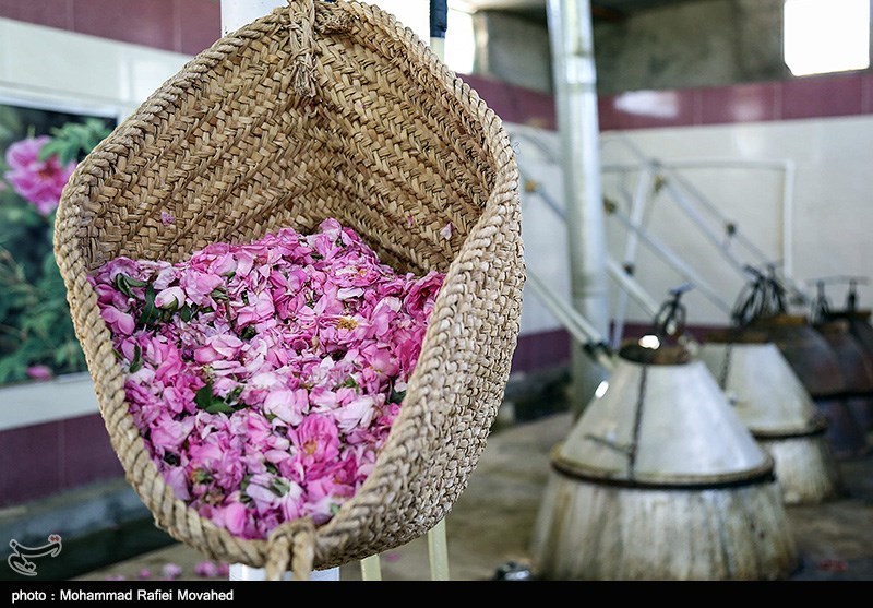 «گلاب»؛ کالای شگفت‌انگیز صادراتی ایران در قرن هفدهم/ تاریخچه گلابگیری