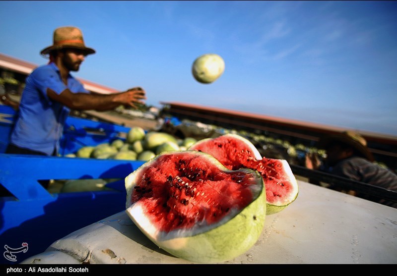 صرف ۲۸۶ لیتر آب برای تولید هر کیلو هندوانه در ایران