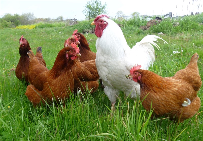 قلدری مرغ در حفظ قیمت‌ و کوتاه آمدن تخم‌مرغ + انواع نرخ