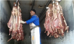 واردات گوشت تازه تا ثبات قیمت ادامه می‌یابد/ چسبندگی قیمت در رنج ۴۰ تا ۵۰ هزار تومان