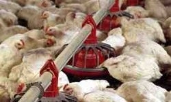 افزایش ۲۰ درصدی هزینه تولید مرغداری‌های صنعتی در بهار امسال