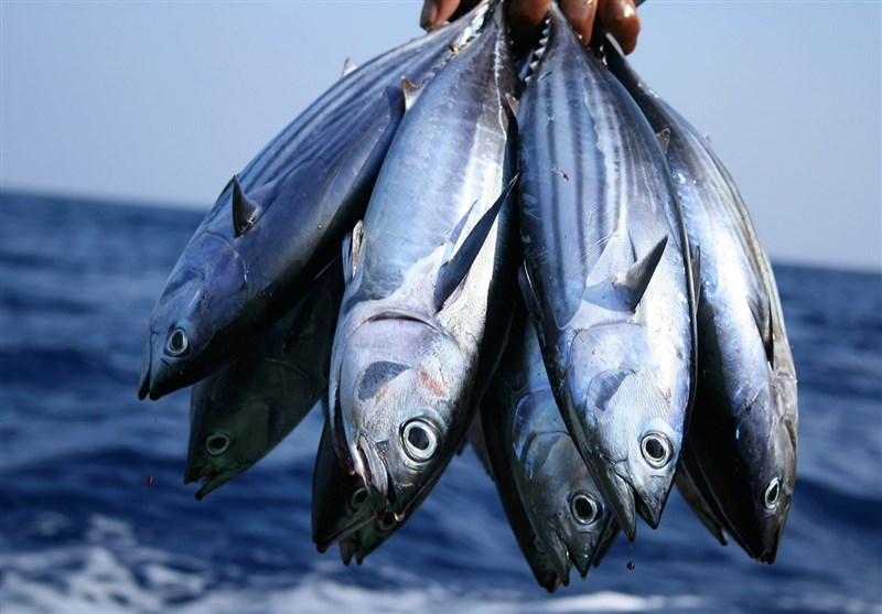 واردات بی‌رویه “تیلا پیلای چینی” پرورش‌دهندگان ماهی را در آستانه ورشکستگی قرار داده است