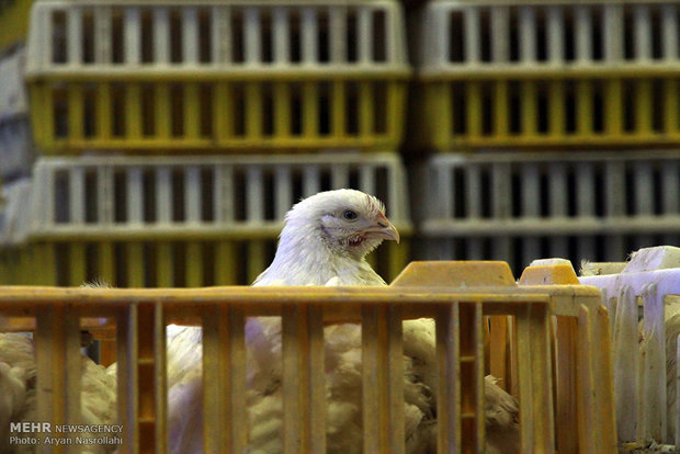 یکه تازی جوجه یکروزه ادامه دارد/صادرات مرغ از نفس افتاد