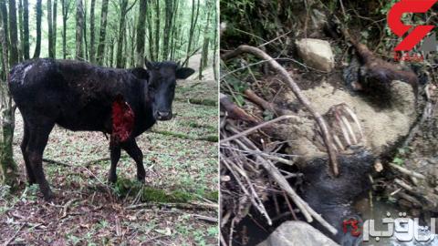 حمله پلنگ گرسنه به ۱۷ گاو در شفت