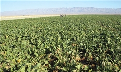 سیاست حمایت وزارت جهاد کشاورزی از تولید چغندرقند پائیزه در سال زراعی ۹۷–۹۶