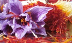 تقلب امارات و اسپانیا در زعفران ایرانی/ استفاده از جوهر قند در تولید نبات زعفرانی سرطان‌زاست