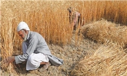 کاهش ۶۰۰ هزار هکتار سطح کشت گندم طی ۳ سال/ گندم آب بر نیست