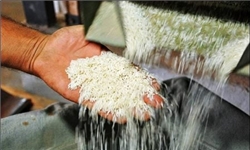 تنظیم بازار در دست دلالان/ واردات برنج در فصل برداشت علی‌رغم قول وزیر جهاد کشاورزی