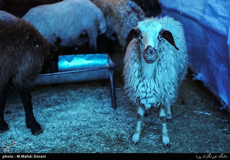 کشتار پرخطر گوسفند در خیابان‌های تهران؛ بی تفاوتی شهرداری و دامپزشکی