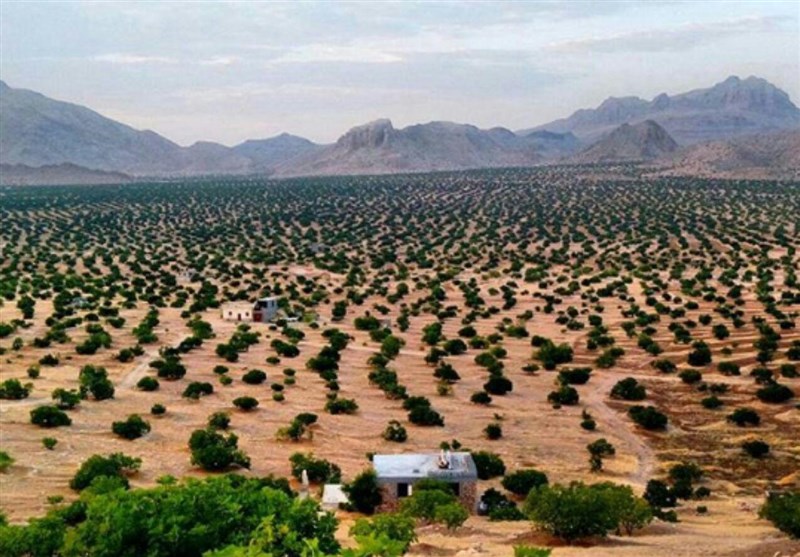 ۵۰۰ هزار هکتار باغ دیم در اراضی شیب‌دار کشور احداث می‌شود