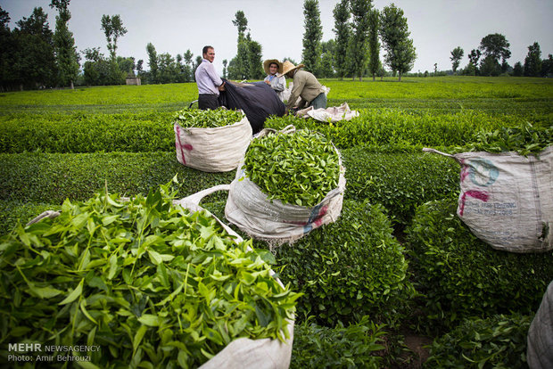 پیش بینی تولید۱۱۰هزارتن برگ سبز چای/۶۶ درصد مطالبات پرداخت شد