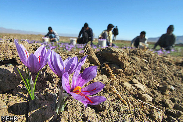 قیمت زعفران به حداقل ۴ میلیون تومان رسید/صادرات ۷۵میلیون دلاری