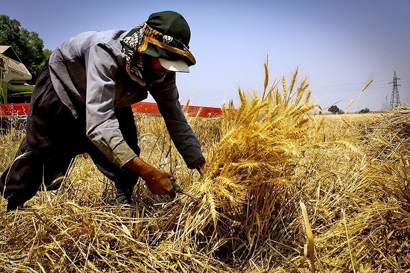 کاهش ۵ درصدی تولید گندم در کشور نسبت به سال گذشته