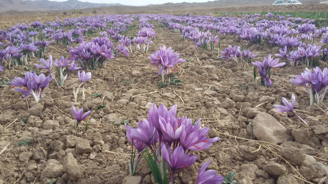 ۹۶ درصد زعفران دنیا در ایران تولید می‌شود