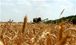 قیمت تضمینی گندم هفته آینده اعلام می‌شود/ راه‌اندازی سامانه جامع آماری تولید گندم در کشور